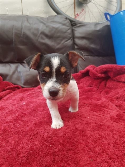 gumtree puppies for sale cairns.